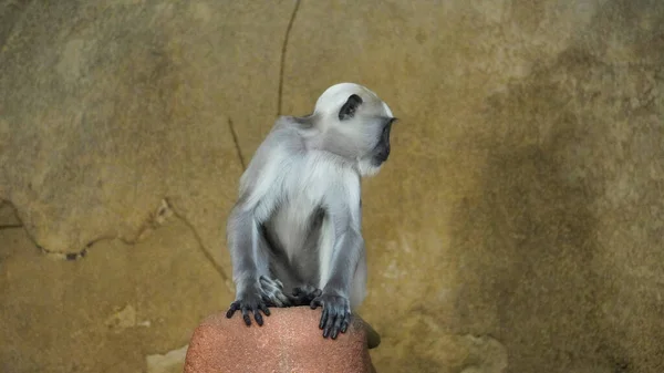 Hulman Langur Monkey Hannover Sitting Rock Close Also Hulman Grey — Stock Photo, Image