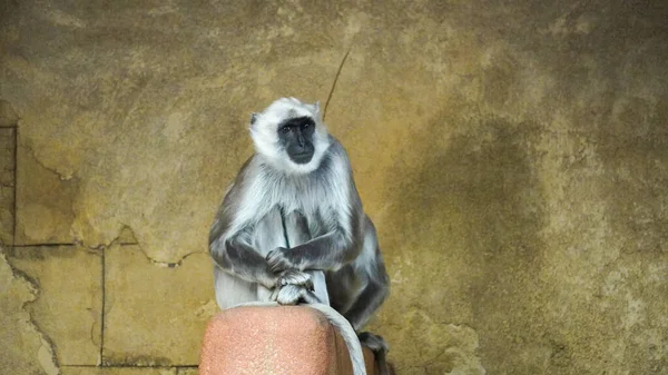 Hulman-Langur maymunu akşamdan kalma bir kayanın üzerinde oturuyor. Ayrıca Hulman Grey. Yüksek kalite fotoğraf