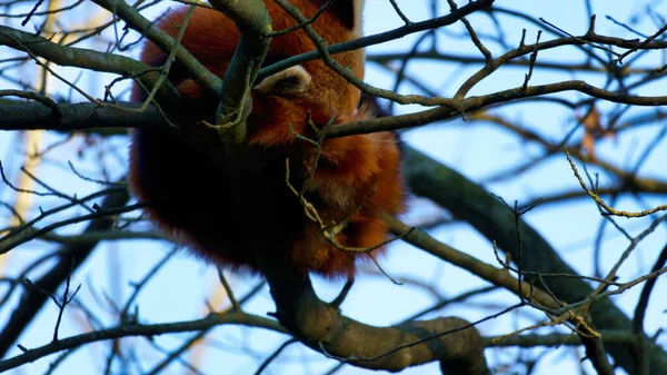 Pequeño Panda Ailurus Fulgens Vive Las Frías Montañas Del Himalaya — Foto de Stock