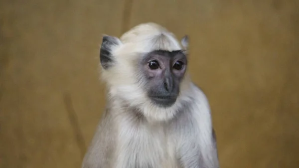 Mono Hulman Langur Hannover Sentado Una Roca Close También Hulman —  Fotos de Stock