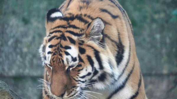 Siberian Tiger Amur Tiger Hannover High Quality Photo — Stock Photo, Image