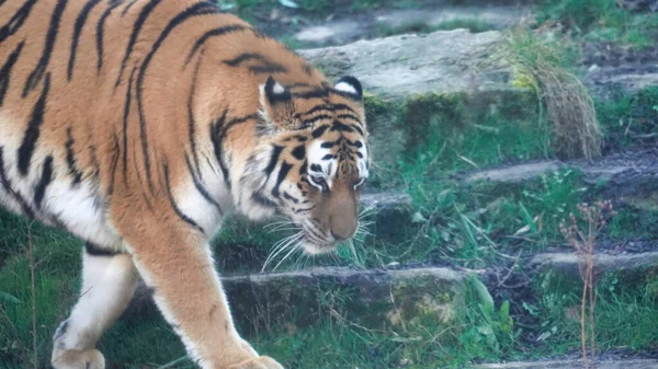 Hannover 'da Sibirya kaplanı Amur kaplanı. Yüksek kalite fotoğraf