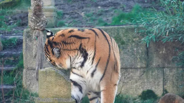 Siberian Tiger Amur Tiger Hannover High Quality Photo — Stock Photo, Image