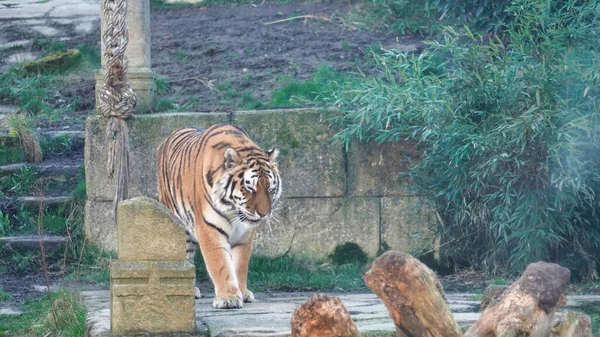 Tigre Amur Tigre Siberiano Hannover Foto Alta Qualidade — Fotografia de Stock