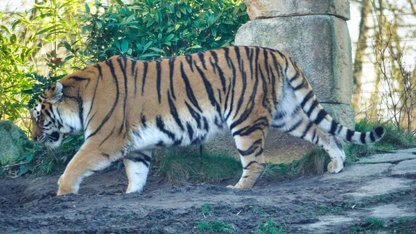 Sibiriska Tigern Amur Tigern Hannover Högkvalitativt Foto — Stockfoto