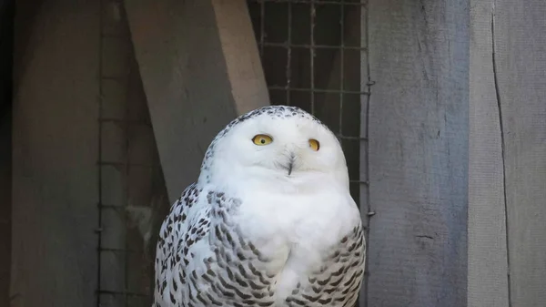 Snowy Owl Sitting Front Wooden House High Quality Photo — Stock Photo, Image