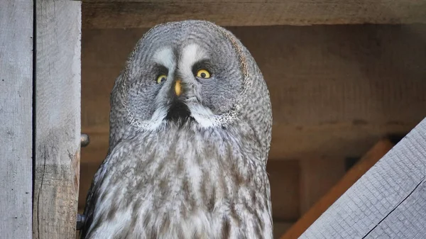 Great Gray Owl Face Білефельді Німеччина Фотографія Високої Якості — стокове фото