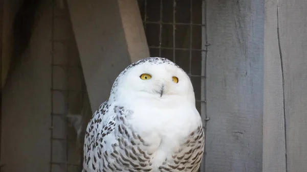 Snowy Owl Sitting Front Wooden House High Quality Photo — Stock Photo, Image