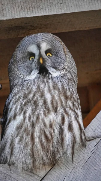 Great Gray Owl Face Feather Dress Bielefeld Germany Англійською Фотографія — стокове фото