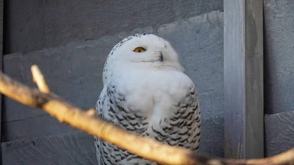 Snow owl sitting behind a branch. High quality photo