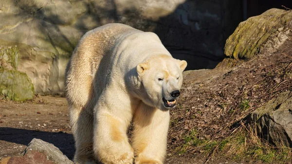 Eisbär Wandert Langsam Zwischen Felsen Hochwertiges Foto — Stockfoto