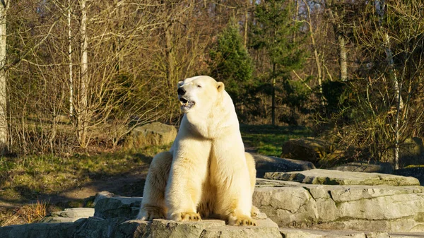Eisbär Auf Einem Aussichtsfelsen Den Vorderbeinen Hochwertiges Foto — Stockfoto