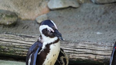 Gözlüklü penguen yandan çekilmiş. Yüksek kalite fotoğraf