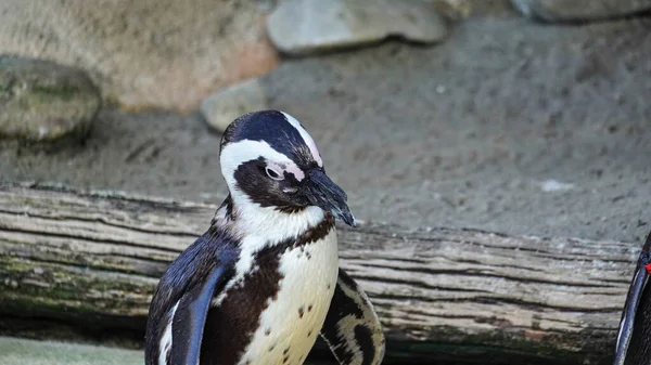 Spectacled penguin photographed laterally. High quality photo