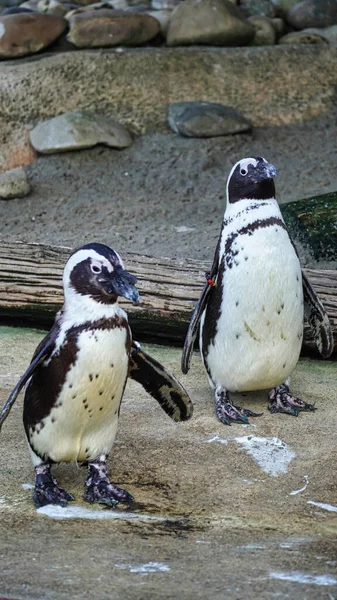 two Spectacled penguin photographed laterally. High quality photo