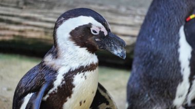 Gözlüklü penguen yandan çekilmiş. Yüksek kalite fotoğraf