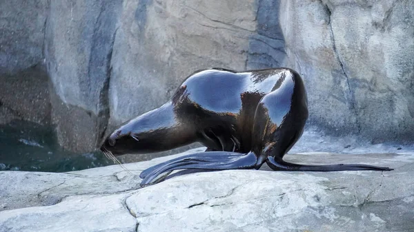 Kalifornischer Seelöwe Zalophus Californianus Auf Einem Felsen Hochwertiges Foto — Stockfoto