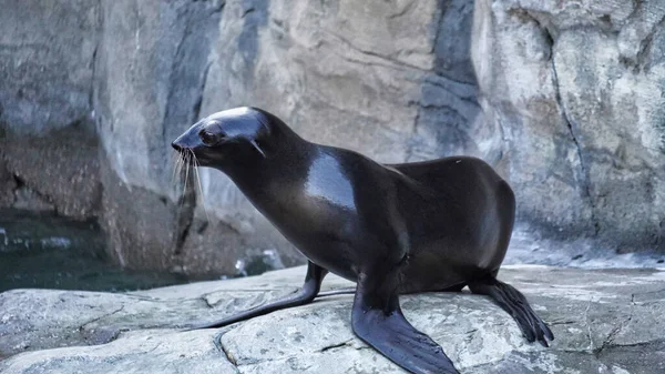 Θαλάσσιος Λέοντας Της Καλιφόρνια Zalophus Californianus Ένα Βράχο Υψηλής Ποιότητας — Φωτογραφία Αρχείου