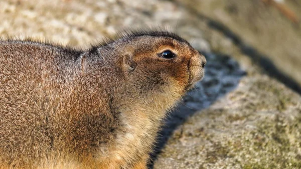 Big Black Tailed Prairie Dog Rock High Quality Photo — Stock Photo, Image