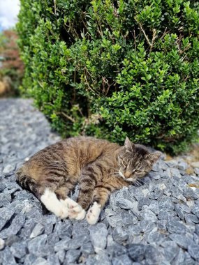 Kaplanlı kedi çalılığın önünde. Yüksek kalite fotoğraf