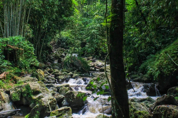 Orman atmosferinin tadını çıkar