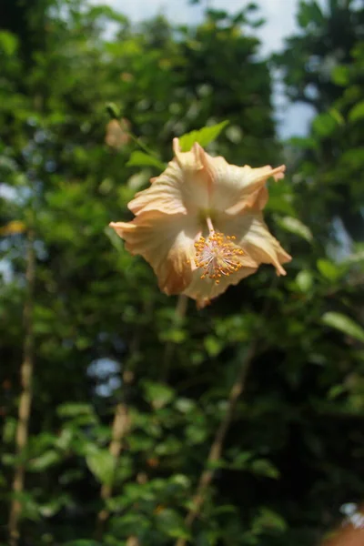 Flower Scene Countryside — Stock Photo, Image