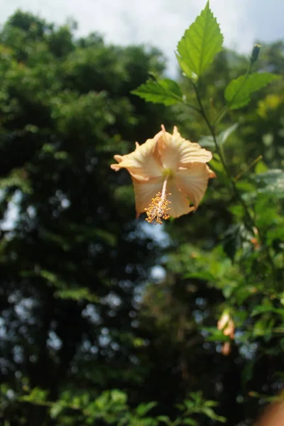 Flower Scene Countryside — Stock Photo, Image