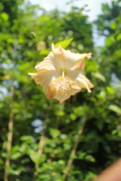 Flower Scene Countryside — Stock Photo, Image