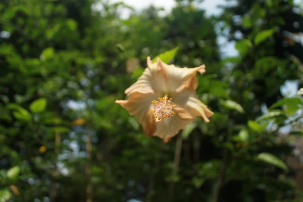 Flower Scene Countryside — Stock Photo, Image