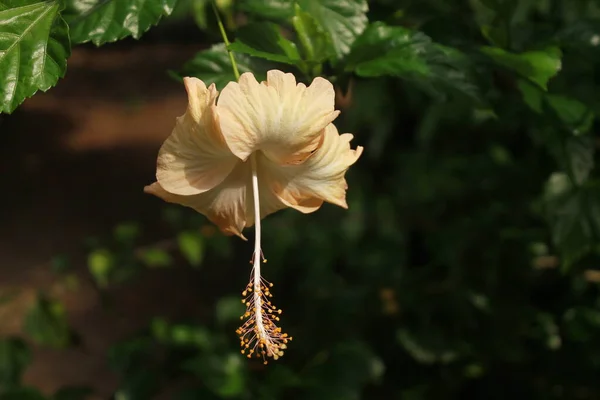 Flower Scene Countryside — Stock Photo, Image