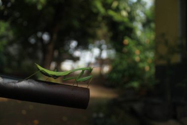 Bir çekirgenin hayatı.