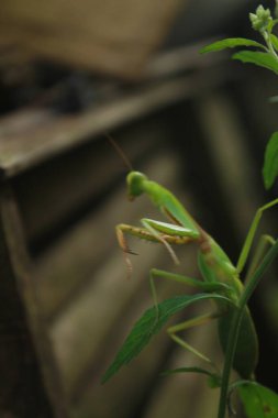 Bir çekirgenin hayatı.