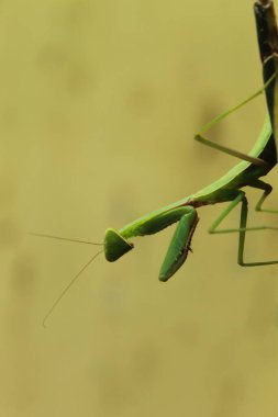 Bir çekirgenin hayatı.