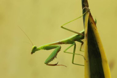 Bir çekirgenin hayatı.