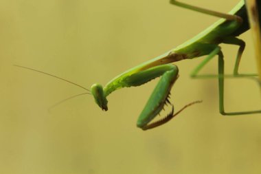 Bir çekirgenin hayatı.