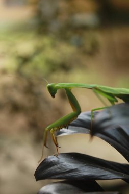 Bir çekirgenin hayatı.