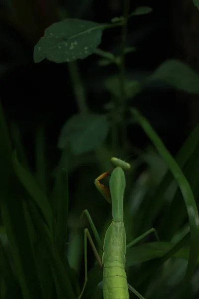Heinäsirkan Elämä — kuvapankkivalokuva