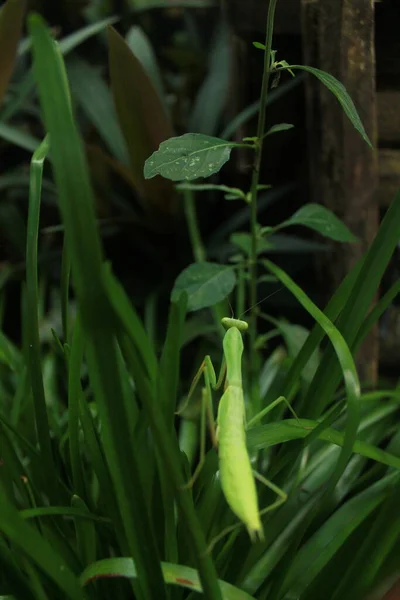 Vida Saltamontes — Foto de Stock