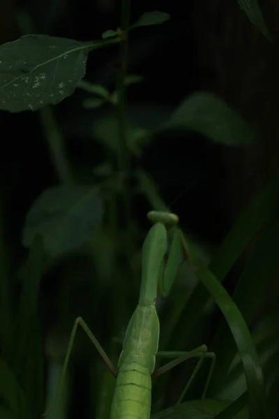 Life Grasshopper — Stock Photo, Image