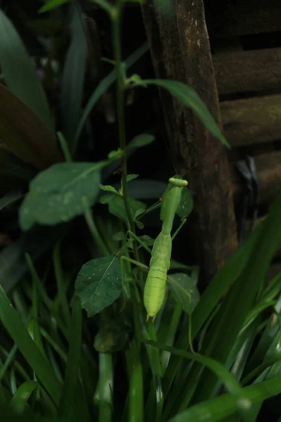 Kehidupan Seekor Belalang — Stok Foto