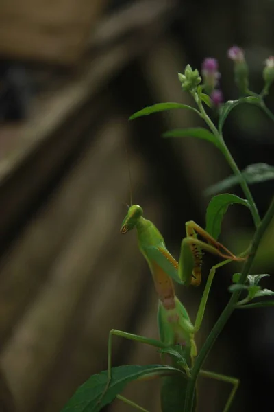 Life Grasshopper — Stock Photo, Image