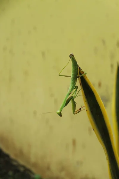 Life Grasshopper — Stock Photo, Image