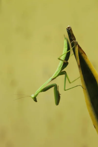 Life Grasshopper — Stock Photo, Image