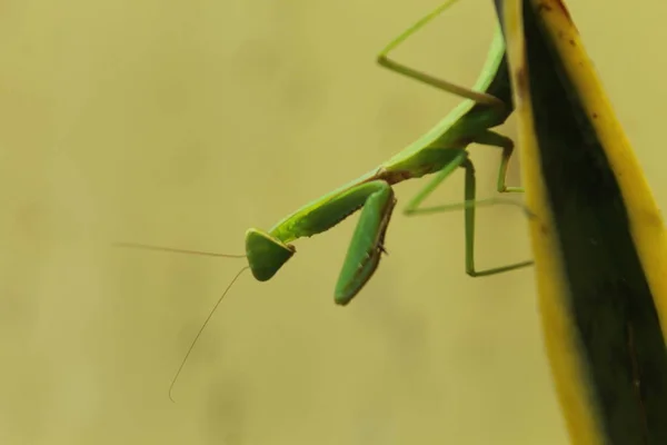 Life Grasshopper — Stock Photo, Image