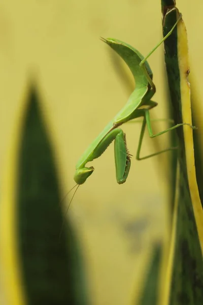 Life Grasshopper — Stock Photo, Image