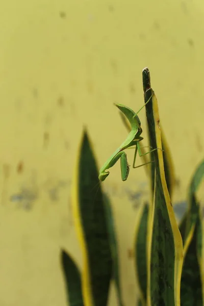 蚱蜢的一生 — 图库照片