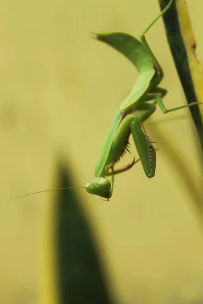 Life Grasshopper — Stock Photo, Image