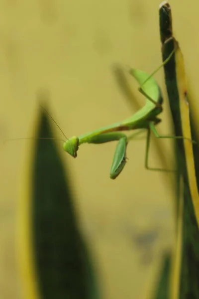 Life Grasshopper — Stock Photo, Image