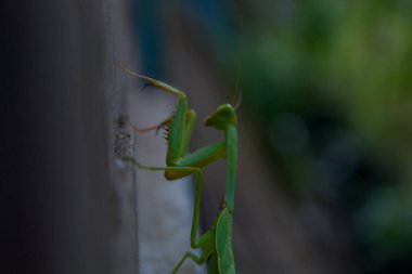 Bir çekirgenin hayatı.