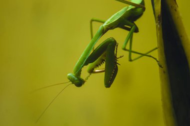 Bir çekirgenin hayatı.